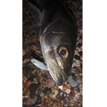 ベイルーフ マニックフィッシュ77 - デュオ