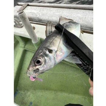 テトラワークス バーニー デュオ