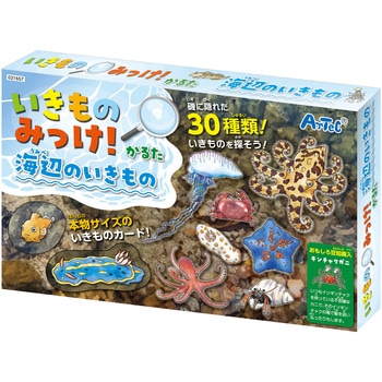 いきものみっけ!かるた うみべのいきもの アーテック[学校教材・教育玩具]
