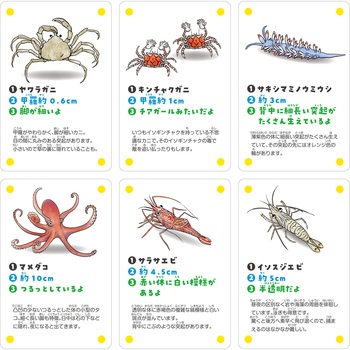 いきものみっけ!かるた うみべのいきもの アーテック[学校教材・教育玩具]