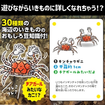 いきものみっけ!かるた うみべのいきもの アーテック[学校教材・教育玩具]
