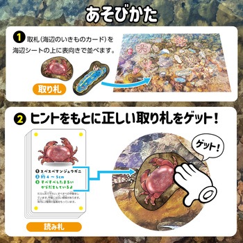 いきものみっけ!かるた うみべのいきもの アーテック[学校教材・教育玩具]