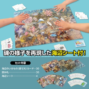 いきものみっけ!かるた うみべのいきもの アーテック[学校教材・教育玩具]