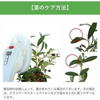 光触媒インテリアグリーン 観葉植物 エスエスケイ