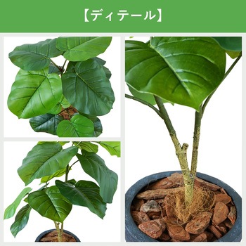 光触媒インテリアグリーン 観葉植物 エスエスケイ