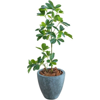 光触媒インテリアグリーン 観葉植物 エスエスケイ