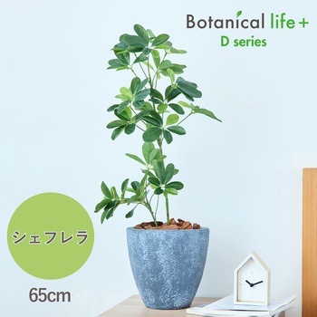 光触媒インテリアグリーン 観葉植物 エスエスケイ