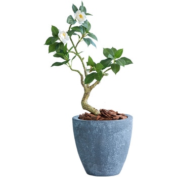 光触媒インテリアグリーン 観葉植物 エスエスケイ
