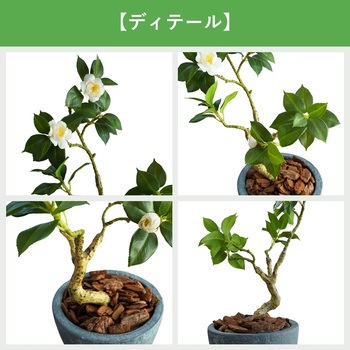 光触媒インテリアグリーン 観葉植物 エスエスケイ