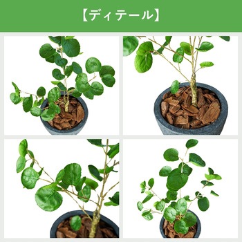 光触媒インテリアグリーン 観葉植物 エスエスケイ