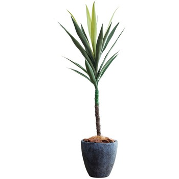光触媒インテリアグリーン 観葉植物 エスエスケイ