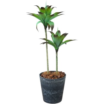 光触媒インテリアグリーン 観葉植物 エスエスケイ