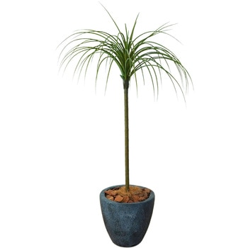 光触媒インテリアグリーン 観葉植物 エスエスケイ