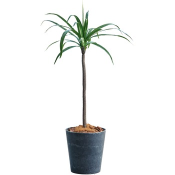 光触媒インテリアグリーン 観葉植物 エスエスケイ