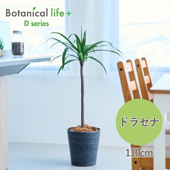 光触媒インテリアグリーン 観葉植物 エスエスケイ