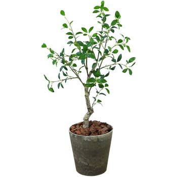 光触媒インテリアグリーン 観葉植物 エスエスケイ