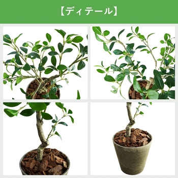 光触媒インテリアグリーン 観葉植物 エスエスケイ