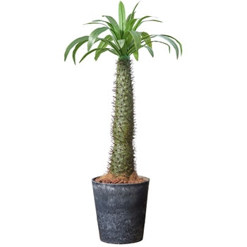光触媒インテリアグリーン 観葉植物 エスエスケイ