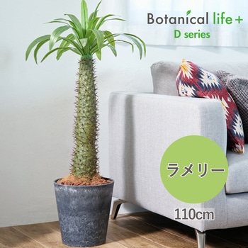 光触媒インテリアグリーン 観葉植物 エスエスケイ