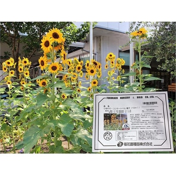【タネ】 ひまわり・コンサートベル 福花園