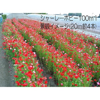 【タネ】 特選シングルミックス 福花園