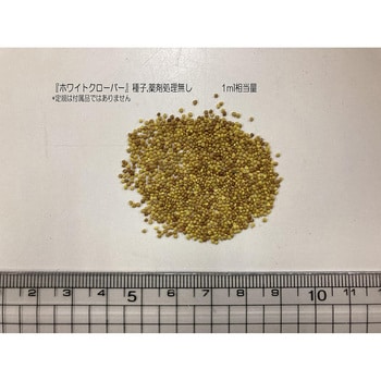 【タネ】 ホワイトクローバーお徳用 福花園