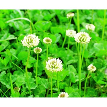 【タネ】 ホワイトクローバーお徳用 福花園