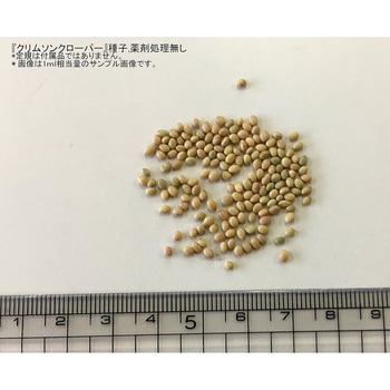 【タネ】 クリムソンクローバー 福花園