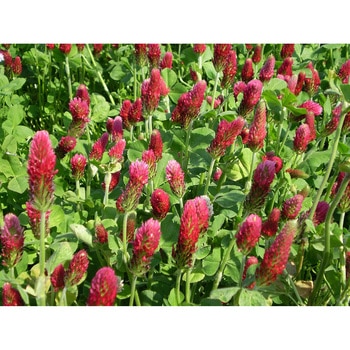 【タネ】 クリムソンクローバー 福花園