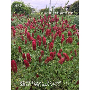 【タネ】 クリムソンクローバー 福花園