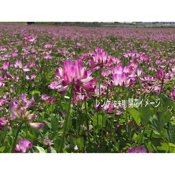 【タネ】 レンゲお徳用 福花園