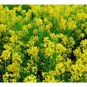 【タネ】 あぶらな 福花園