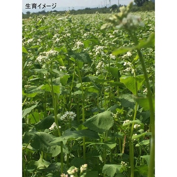 【タネ】 そば 福花園