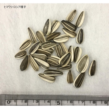 【タネ】 ロシア系ひまわりお徳用 福花園
