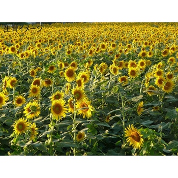 【タネ】 ロシア系ひまわりお徳用 福花園