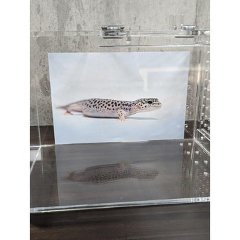 爬虫類専用アクリル飼育・観賞用ケース(透明) 大一産業