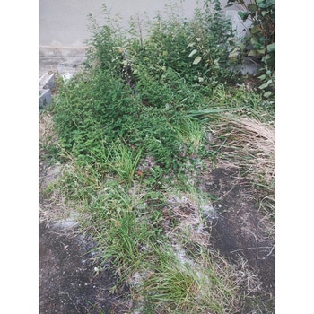 完全無農薬除草材 草枯れちゃん(R) 旭東