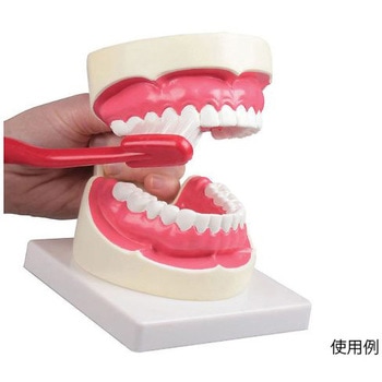 歯磨き指導模型 100×140×90mm Erler-Zimmer