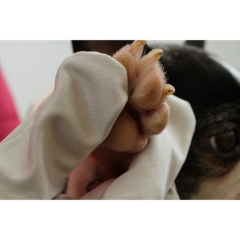 お顔すっきりグローブ2枚組 サンベルム