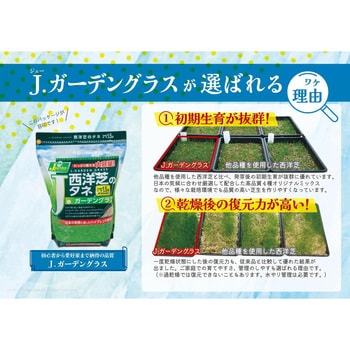 【タネ】西洋芝のタネ Jガーデングラス J.garden