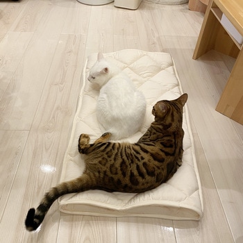 ふとんやの作ったペット用布団「キャットンネル」 ファミリー・ライフ