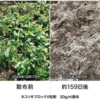 ネコソギブロックV粒剤 レインボー薬品