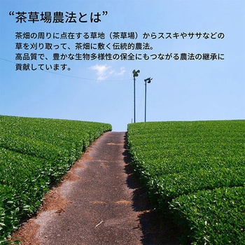 UCC DRIP POD 静岡まろみ焙じ茶 - UCC(上島珈琲)