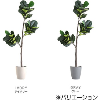 お手入れ簡単フェイクグリーン フィカス・リラータ Sサイズ(120cm) ホームテイスト