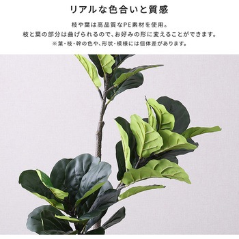 お手入れ簡単フェイクグリーン フィカス・リラータ Sサイズ(120cm) ホームテイスト
