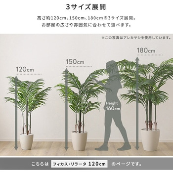 お手入れ簡単フェイクグリーン フィカス・リラータ Sサイズ(120cm) ホームテイスト