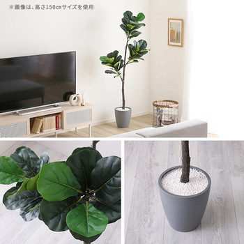 お手入れ簡単フェイクグリーン フィカス・リラータ Sサイズ(120cm) ホームテイスト