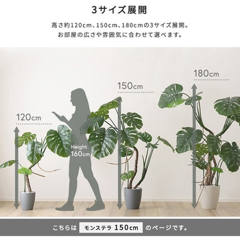 お手入れ簡単フェイクグリーン モンステラ Mサイズ(150cm) ホームテイスト