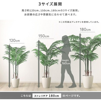 お手入れ簡単フェイクグリーン ストレリチア Lサイズ(180cm) ホームテイスト