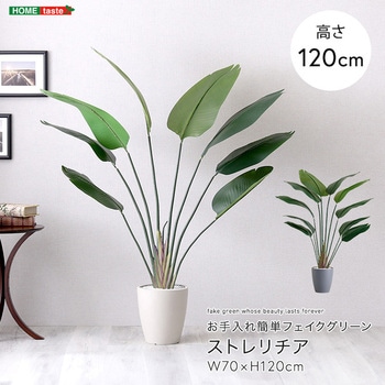 お手入れ簡単フェイクグリーン ストレリチア Sサイズ(120cm) ホームテイスト